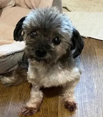A senior small-sized male Maltese dog named Linc for adoption in Woodstock, GA