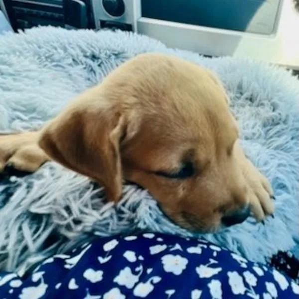 A baby medium-sized male Labrador Retriever dog named Beau for adoption in Sioux City, IA