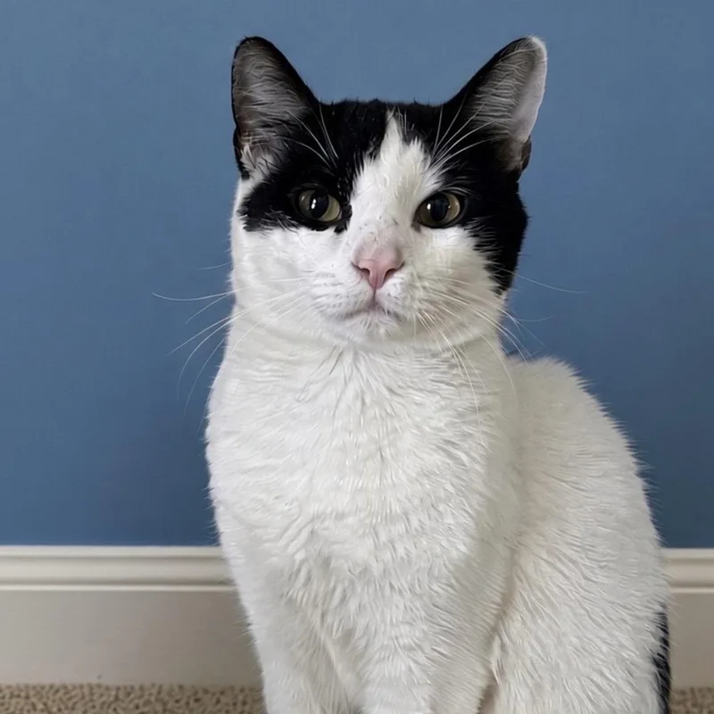 An adult medium-sized male Domestic Short Hair cat named Shade for adoption in Pilot Point, TX