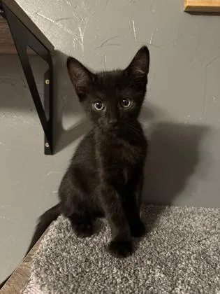 A baby medium-sized male Black Domestic Short Hair cat named Bowtie for adoption in Edmond, OK