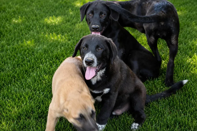 A baby medium-sized male Black Labrador Retriever dog named Chip for adoption in Willington, CT