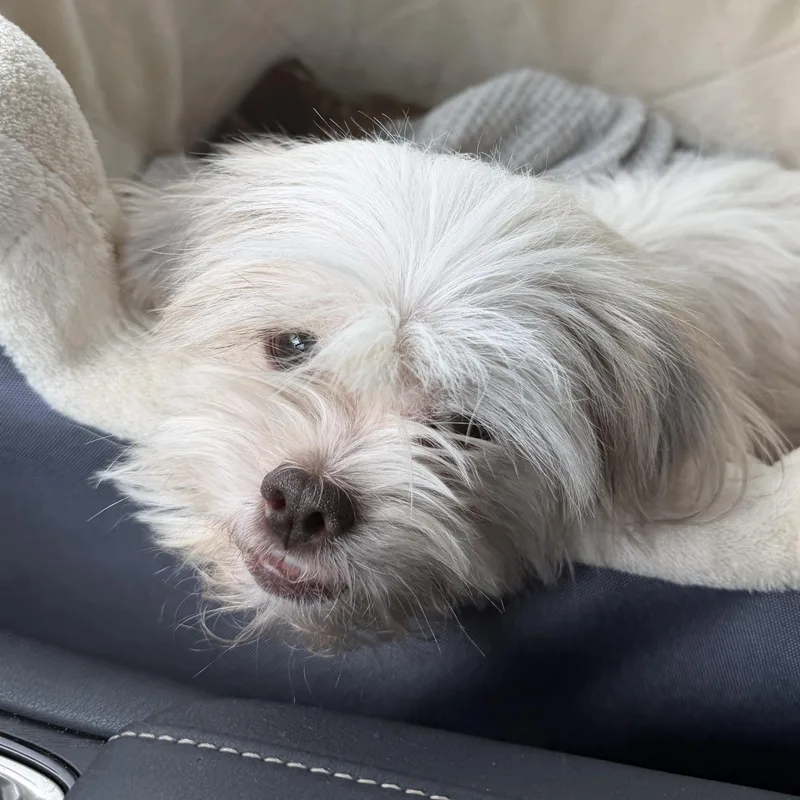 A baby small-sized female Yellow / Tan / Blond / Fawn Shih Tzu dog named Treasure Trooper for adoption in Plano, TX