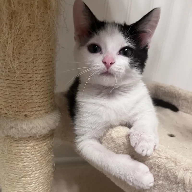 A baby small-sized female White Domestic Short Hair cat named Gracie for adoption in Franklin, TN
