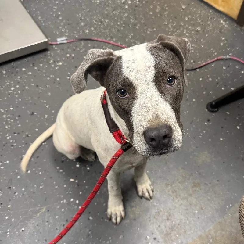 An adult small-sized female Mixed Breed dog named Cheddar for adoption in Columbiana, AL
