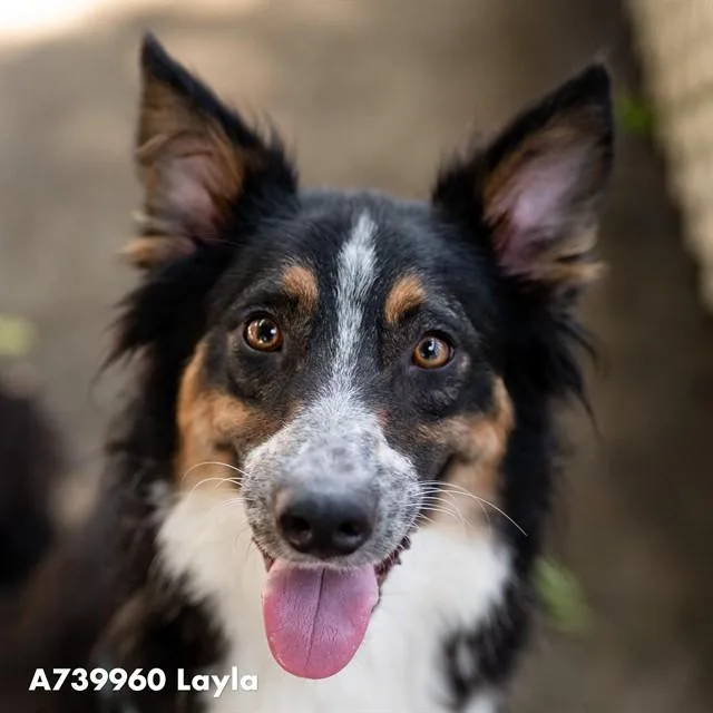 An adult large-sized female Australian Shepherd dog named Twilight for adoption in Sacramento, CA