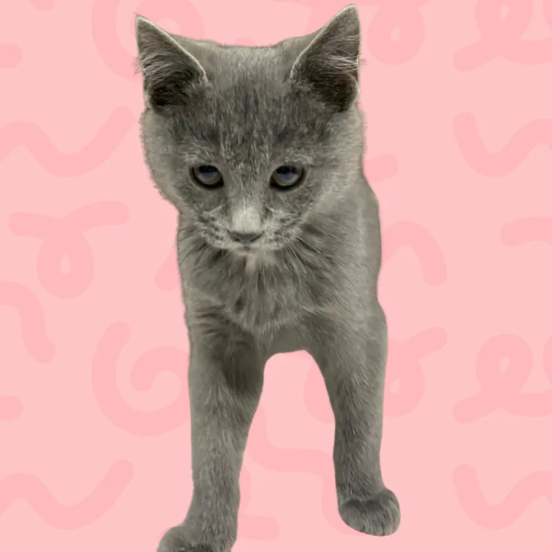 A baby small-sized female Gray / Blue / Silver Domestic Medium Hair cat named Kaia for adoption in Reno, NV