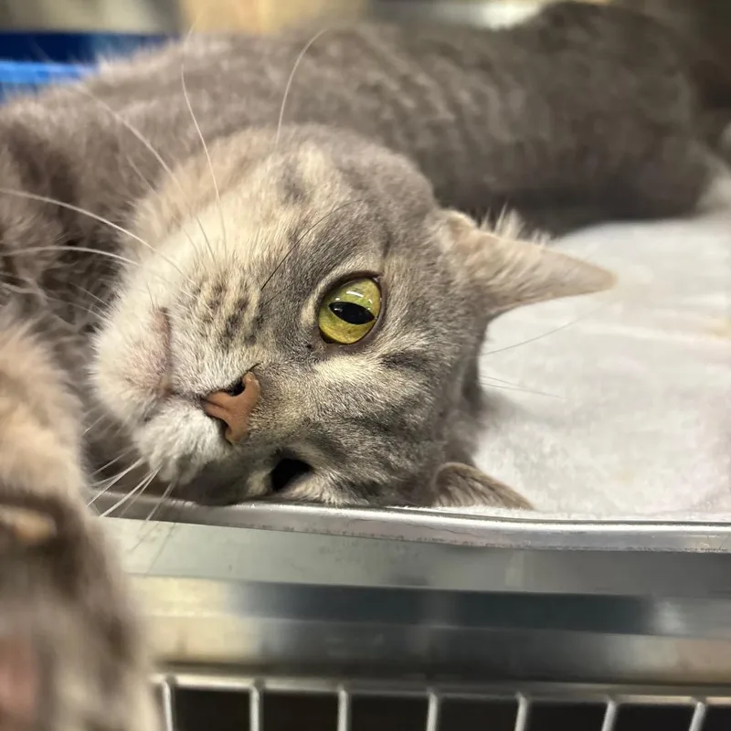 A senior large-sized male Gray / Blue / Silver Domestic Short Hair cat named Shep for adoption in Springfield, IL