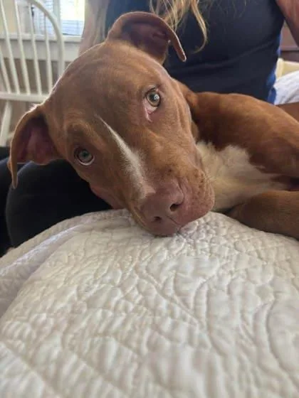 An adult medium-sized female Mixed Breed dog named Kinder for adoption in Columbus, IN