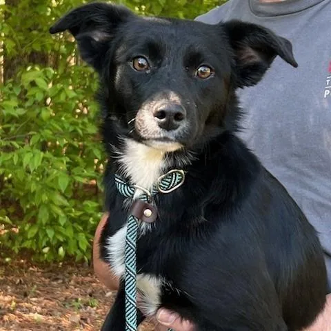 A young small-sized female Black Border Collie dog named Bella for adoption in Bartlett, TN