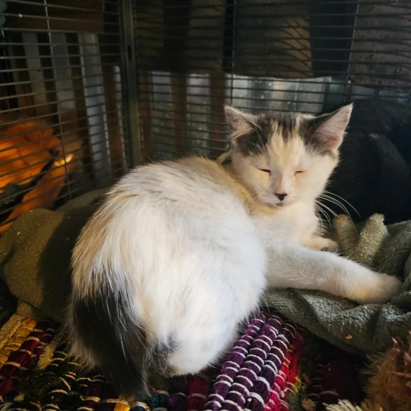 A baby small-sized female White Domestic Short Hair cat named Snowy for adoption in Ringtown, PA