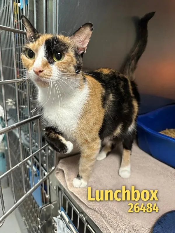An adult medium-sized female Domestic Short Hair cat named Lunchbox for adoption in Oak Ridge, TN