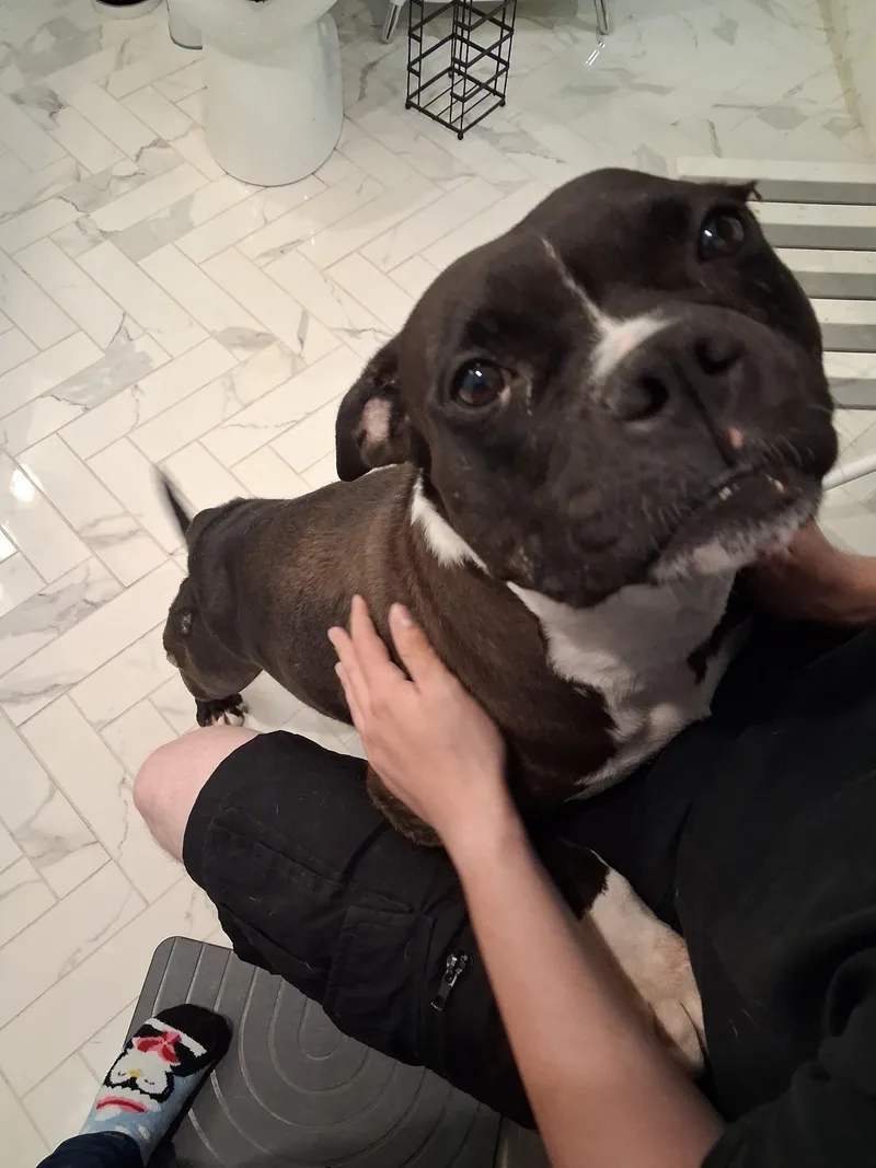 An adult medium-sized female Pit Bull Terrier dog named Apple for adoption in Glenmoore, PA
