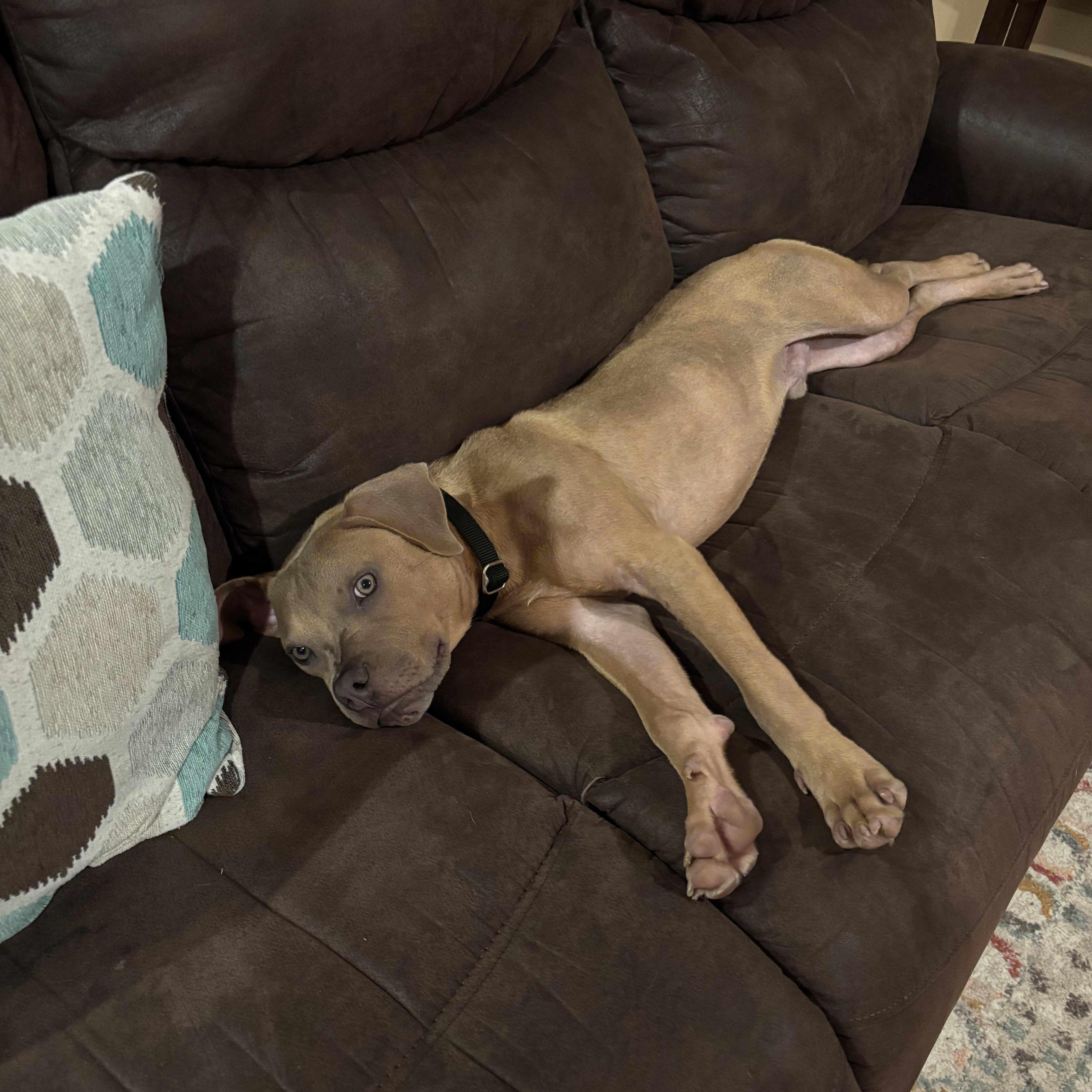 A baby medium-sized male Golden Boxer dog named Cody for adoption in Tunica, MS