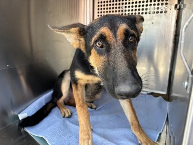 A young medium-sized female German Shepherd Dog dog named A for adoption in Oklahoma City, OK