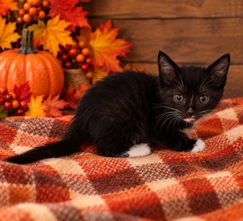 A young medium-sized male Domestic Medium Hair cat named Falcon for adoption in Lagrange, IN
