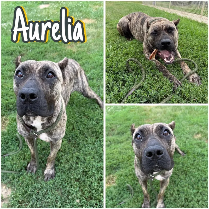 Aurelia thumbnail 2