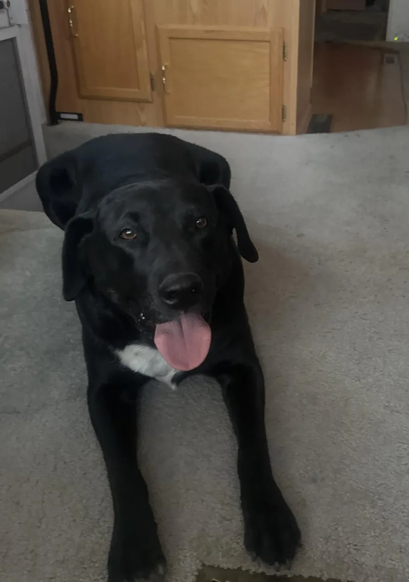 An adult large-sized male Labrador Retriever dog named Bandit for adoption in Vail, AZ