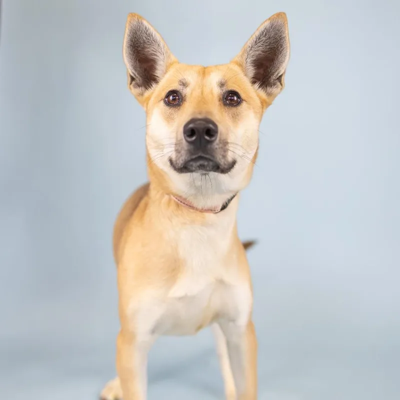 A young medium-sized female Apricot / Beige Mixed Breed dog named Ruth for adoption in Portland, OR