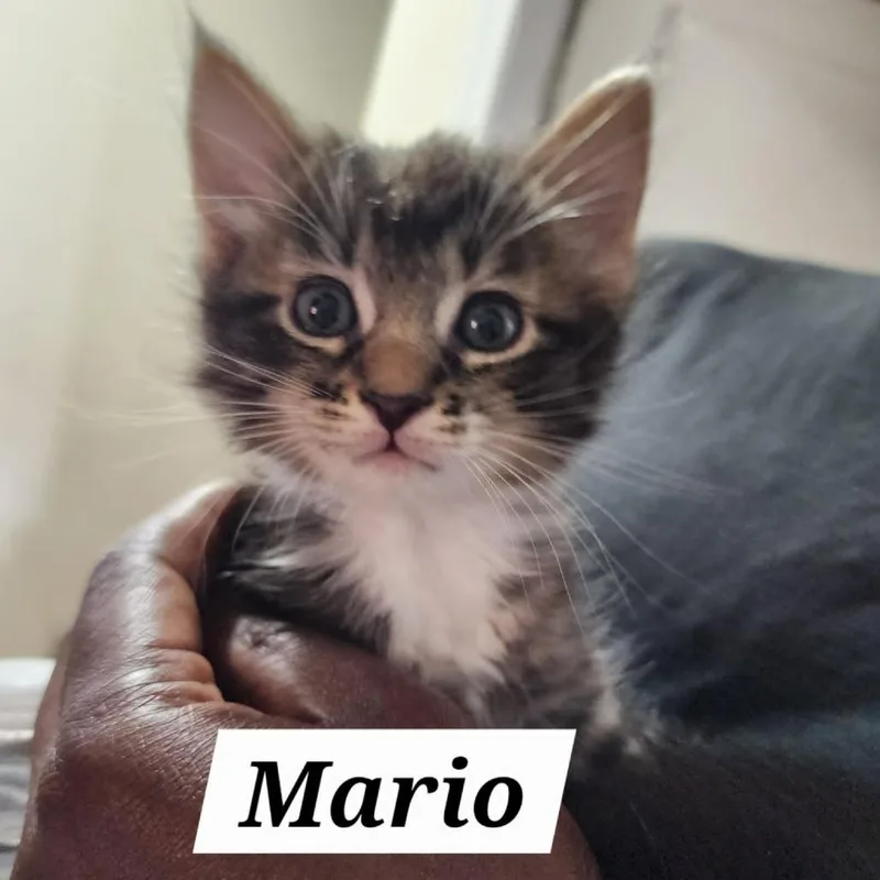 Mario thumbnail 2