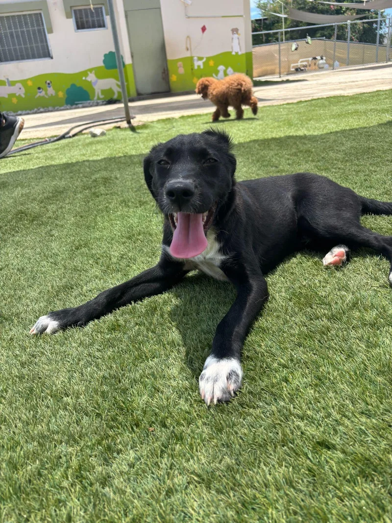 A baby medium-sized male Black Labrador Retriever dog named Noah for adoption in New York, NY