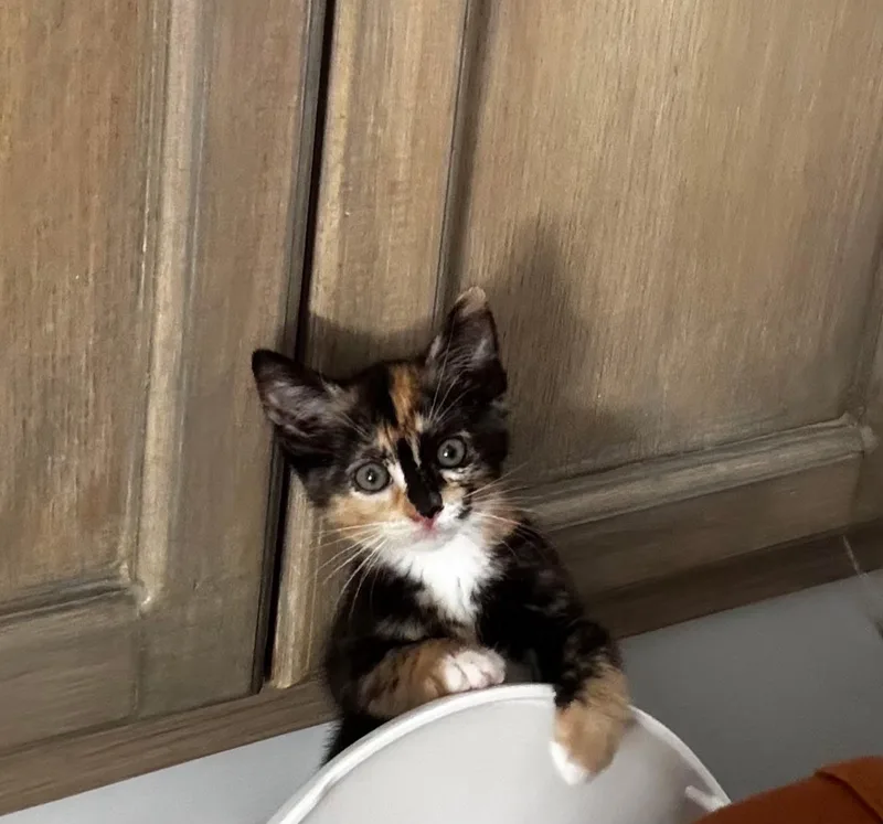 A baby medium-sized female Dilute Tortoiseshell cat named Frenchie for adoption in Pacific Palisades, CA