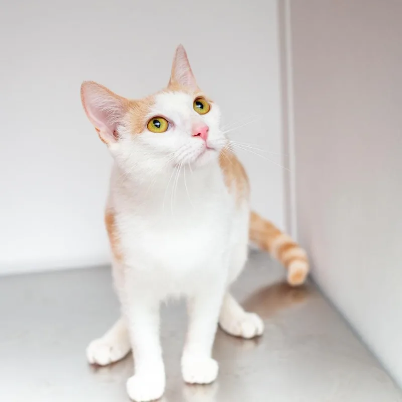 An adult medium-sized female Orange / Red Domestic Short Hair cat named Mabel for adoption in Hattiesburg, MS