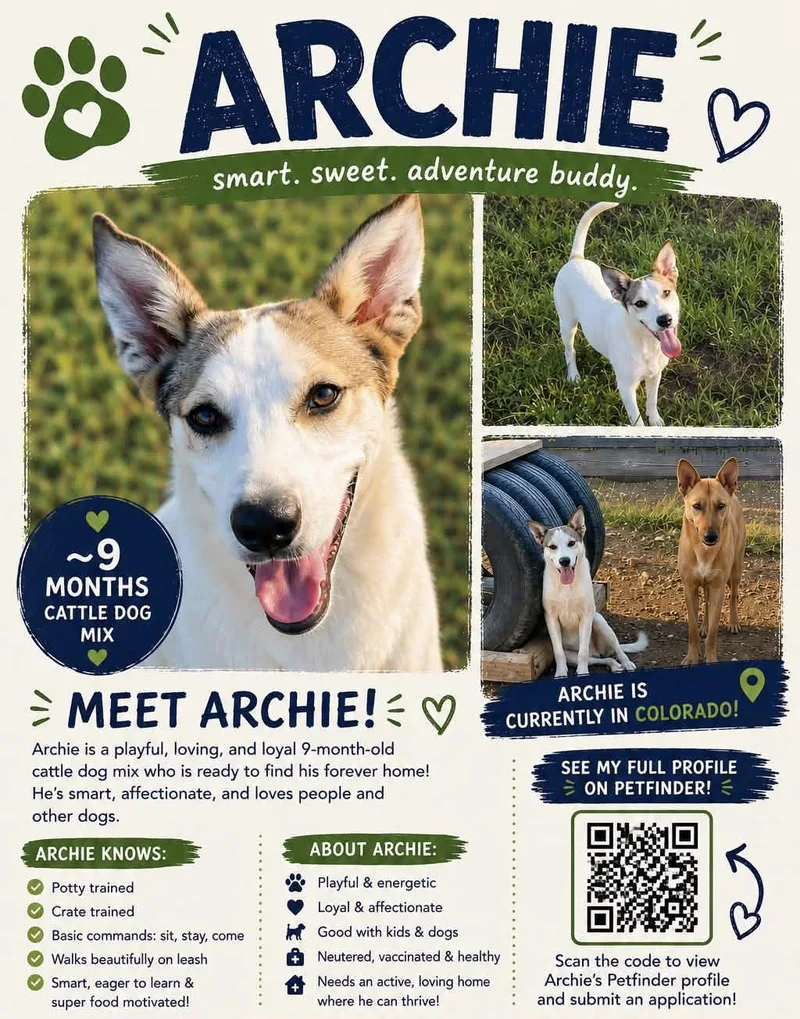 Archie thumbnail 5