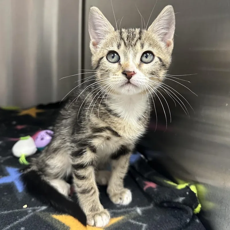 A baby small-sized male Brown / Chocolate Domestic Short Hair cat named Breeze for adoption in Jupiter, FL