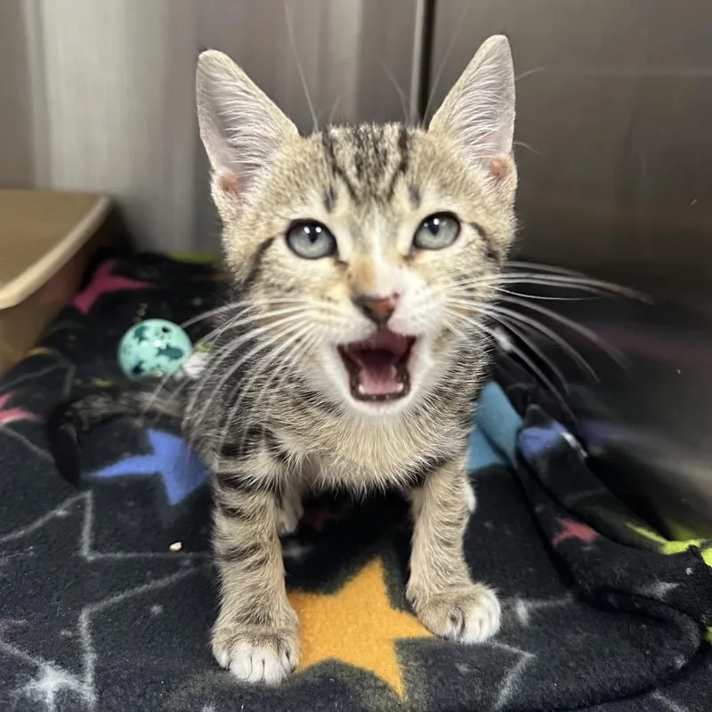 Breeze thumbnail 3