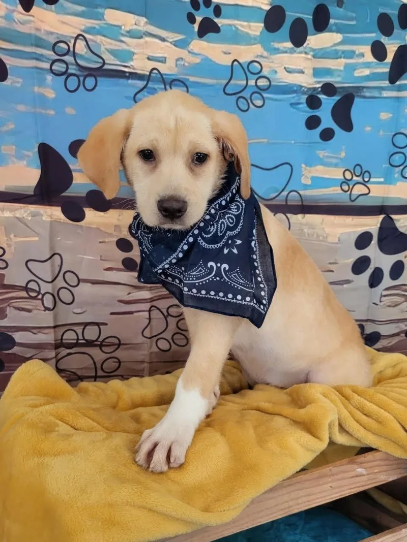 A baby medium-sized male Retriever dog named Irving for adoption in Mount Laurel, NJ