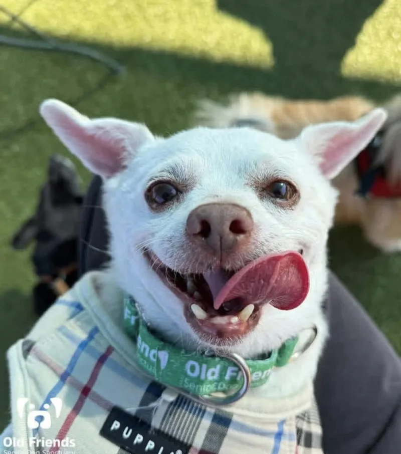 A senior small-sized male White / Cream Chihuahua dog named Bubba for adoption in Mount Juliet, TN