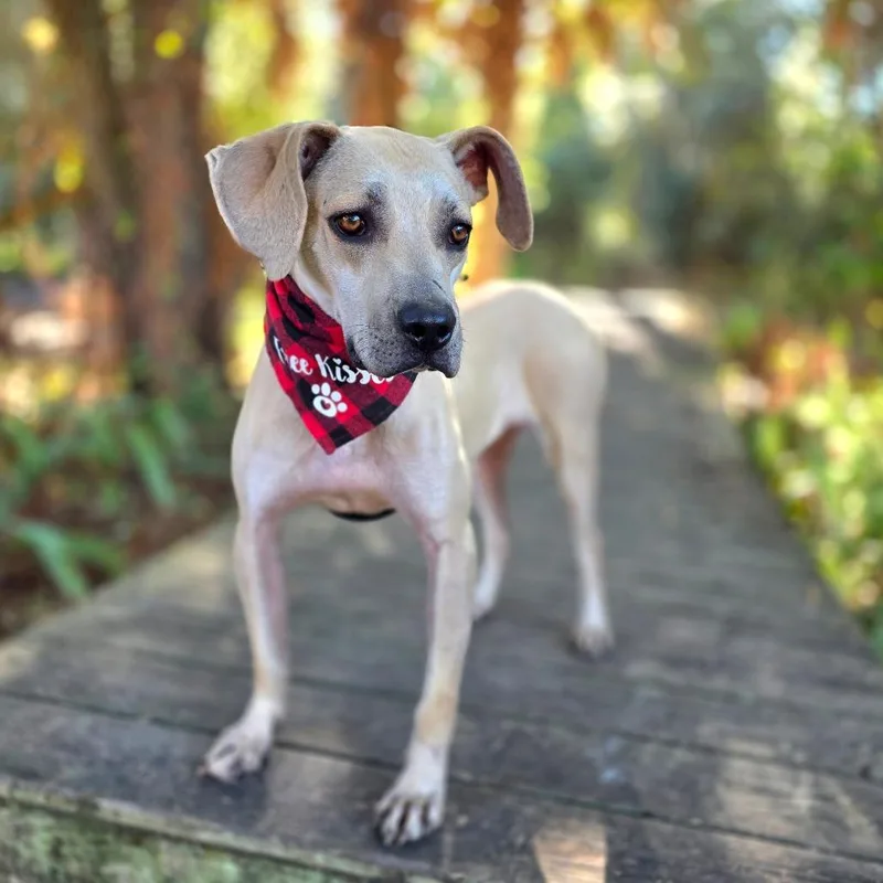 An adult medium-sized male Yellow / Tan / Blond / Fawn Hound dog named Jack Skellington for adoption in Port Charlotte, FL