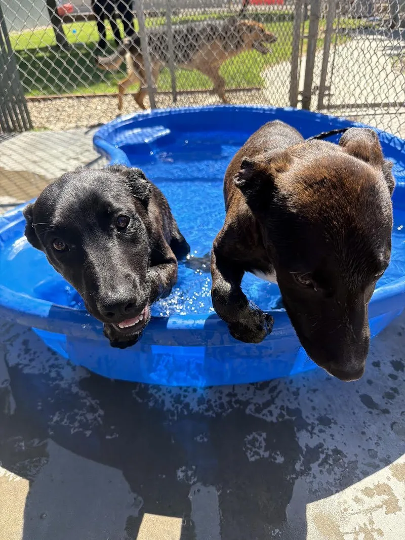 A young small-sized female Brindle Dutch Shepherd dog named Gigi for adoption in Oakdale, CA