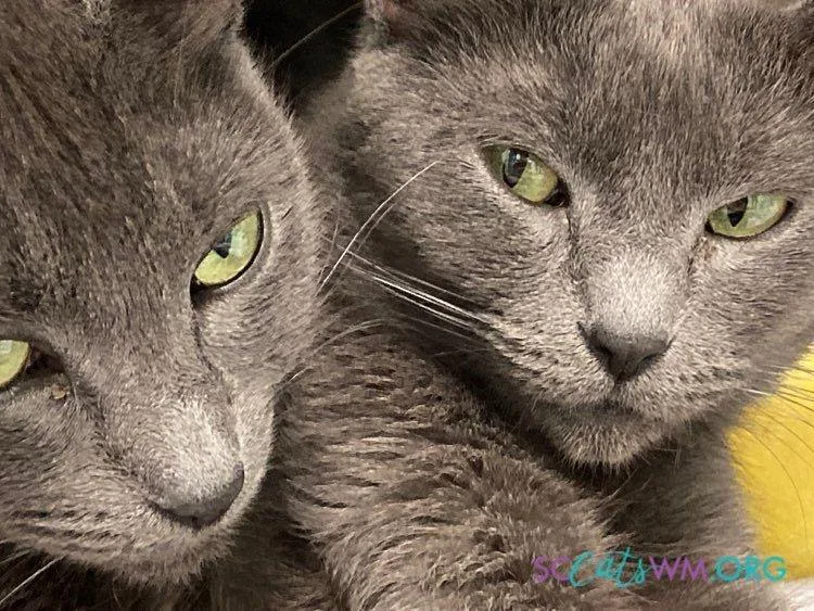 An adult medium-sized female Gray / Blue / Silver Domestic Short Hair cat named Scarlet And Melanie for adoption in Grand Rapids, MI