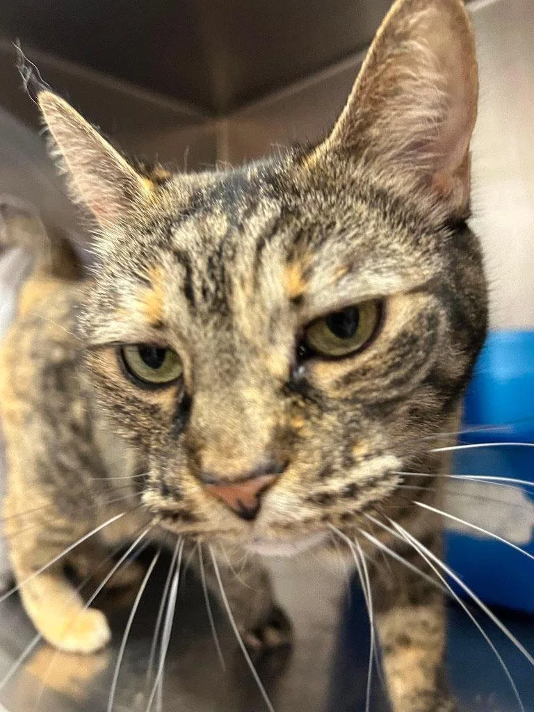 A senior small-sized female Domestic Short Hair cat named Stevie for adoption in Saint George, UT