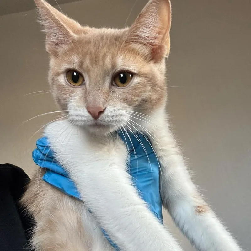 A baby small-sized female Orange / Red Domestic Short Hair cat named Priscilla for adoption in Midland, TX
