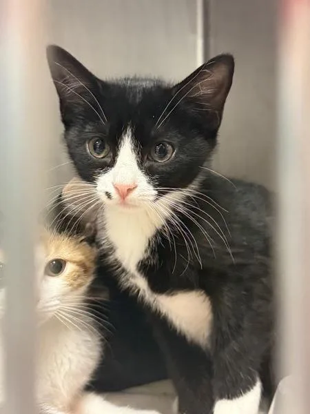 A baby small-sized female Domestic Short Hair cat named Valencia for adoption in Salisbury, MD