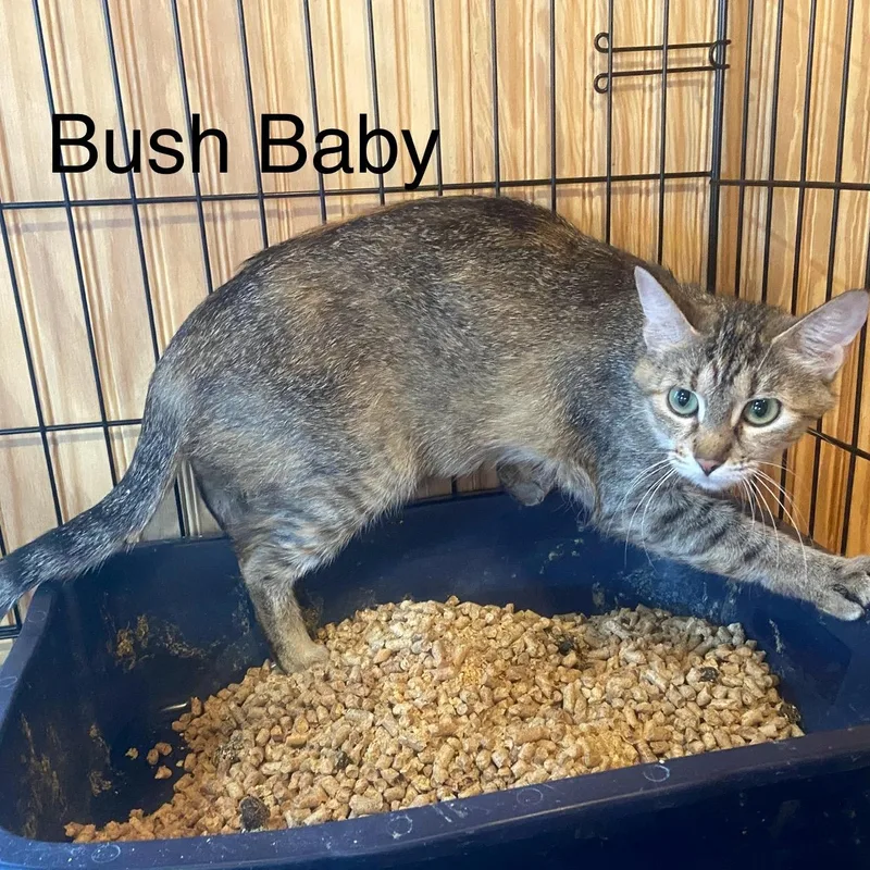 Bush Baby thumbnail 2