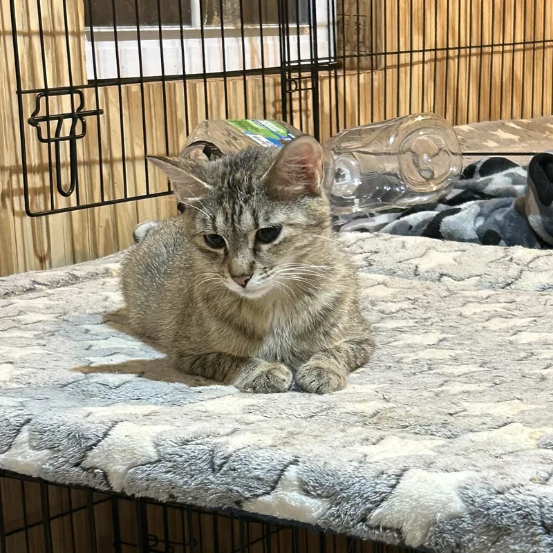 Bush Baby thumbnail 3