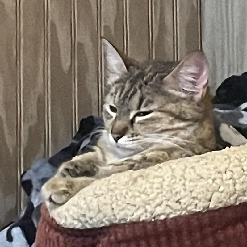 Bush Baby thumbnail 4