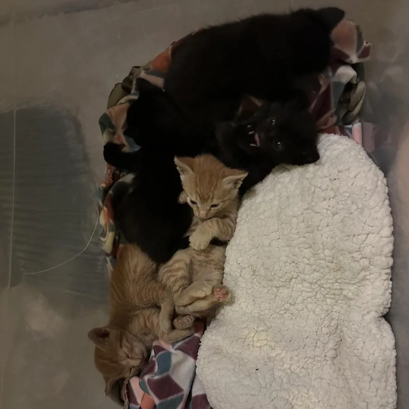 A baby small-sized male Black Domestic Short Hair cat named Lance McClain for adoption in Suisun City, CA