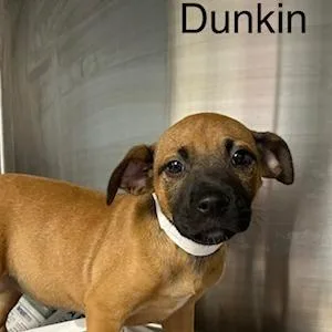 A baby medium-sized female Brown / Chocolate Mixed Breed dog named Dunkin' for adoption in Knoxville, TN