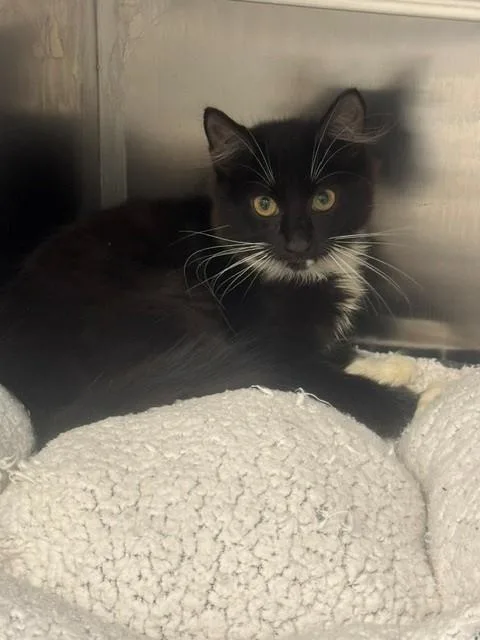 A baby small-sized female Domestic Short Hair cat named Sabrina for adoption in Naples, FL