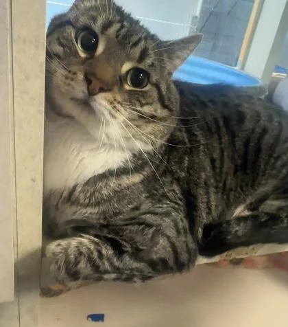 A senior large-sized male Domestic Short Hair cat named Shepherd for adoption in Palm Coast, FL