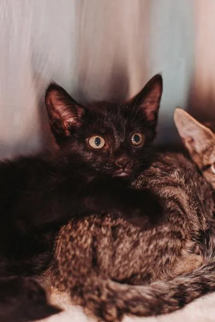 A young small-sized male Domestic Short Hair cat named a Goodluck BearPetSmart Mt. for adoption in North Charleston, SC