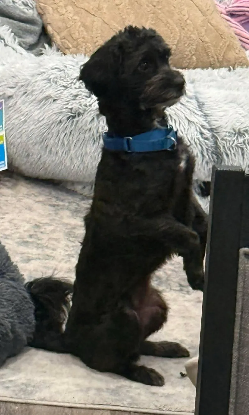 Oreo