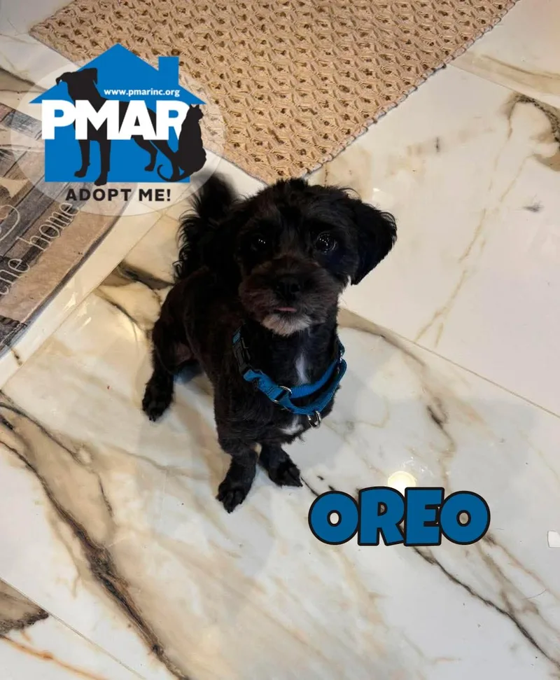 Oreo thumbnail 2