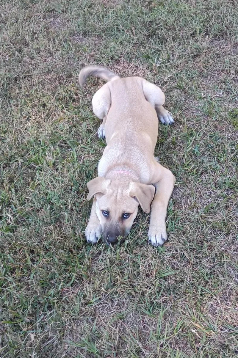 A baby medium-sized female Golden Mixed Breed dog named Alicent Aka Ally for adoption in Carthage, NC