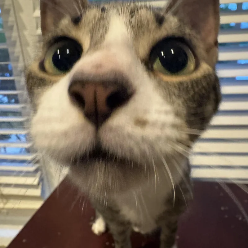 An adult medium-sized male Domestic Short Hair cat named Tony for adoption in Springfield, VA