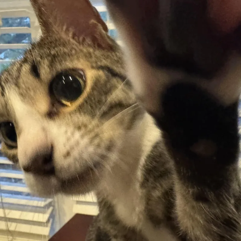 Tony thumbnail 4